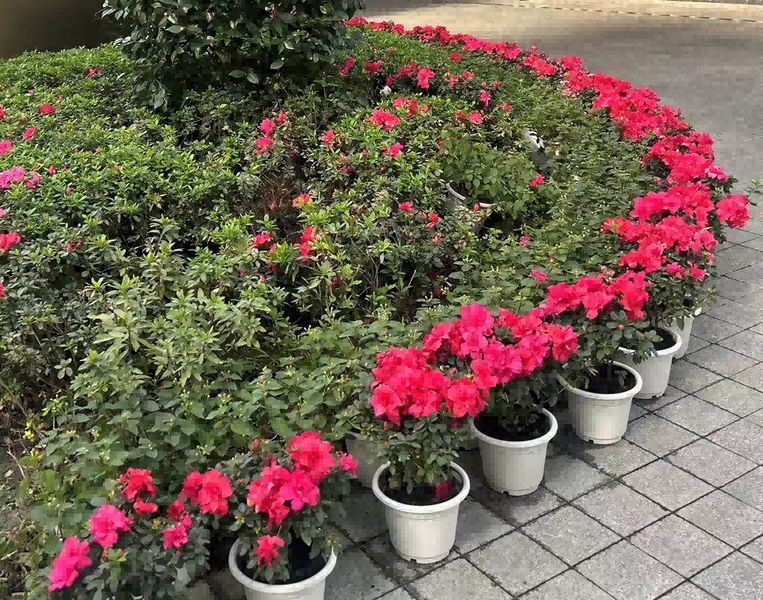 Chongqing Prosper International Trade Co., Ltd. 製造者の生産ライン